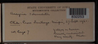Arcyria denudata image